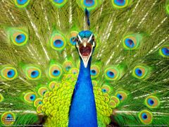 Tapeta National Geographic 361.jpg